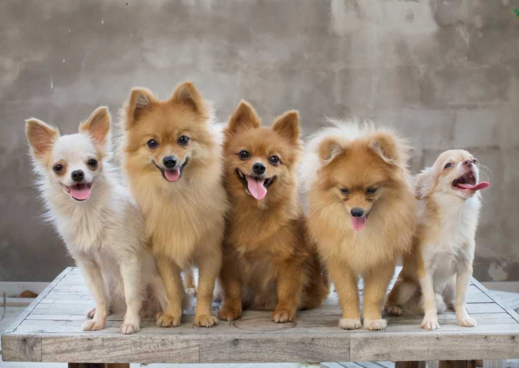犬の脳外科手術後のケアとリハビリ完全ガイド