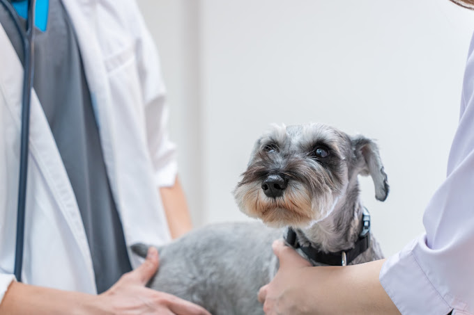 犬