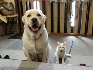 お父さん、散歩の帰りに子猫拾った