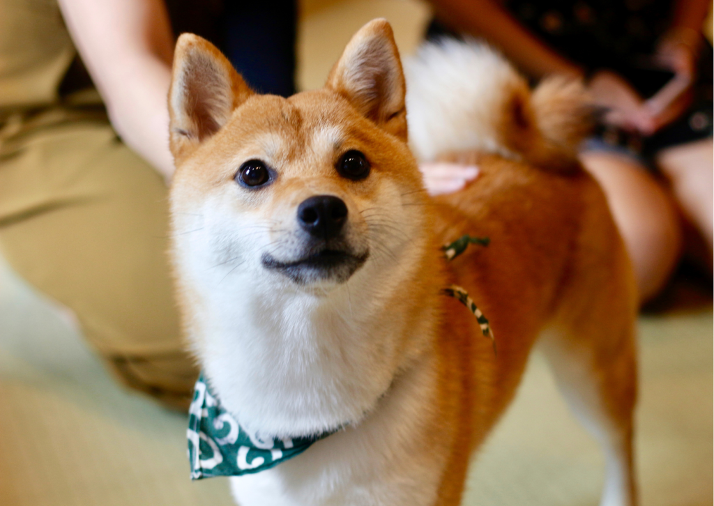 柴犬の写真