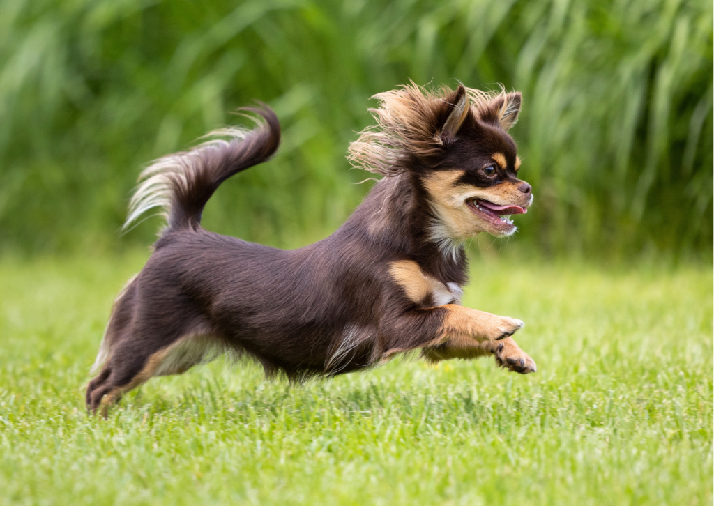 犬